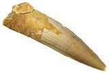 Fossil Spinosaurus Tooth - Real Dinosaur Tooth #268438-1